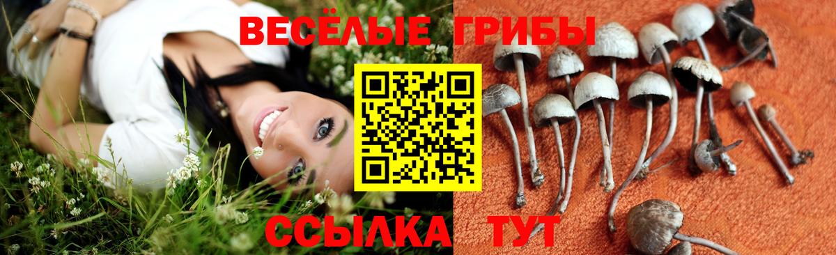 Галлюциногенные грибы мухоморы  продажа наркотиков  Тамбов  Вход с VPN 